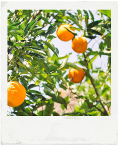 1er polaroid UIX